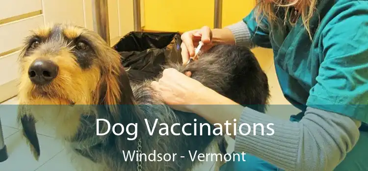 Dog Vaccinations Windsor - Vermont