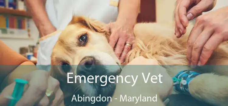 Emergency Vet Abingdon - Maryland