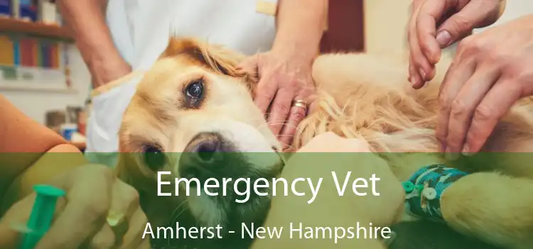 Emergency Vet Amherst - New Hampshire