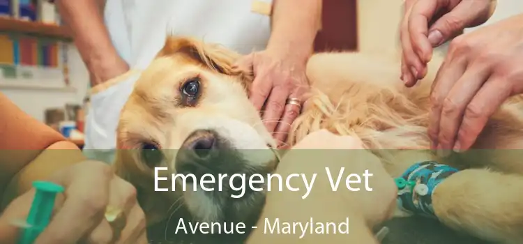 Emergency Vet Avenue - Maryland