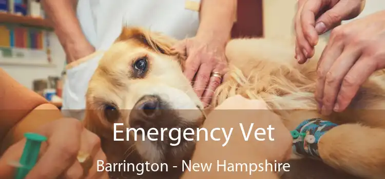 Emergency Vet Barrington - New Hampshire