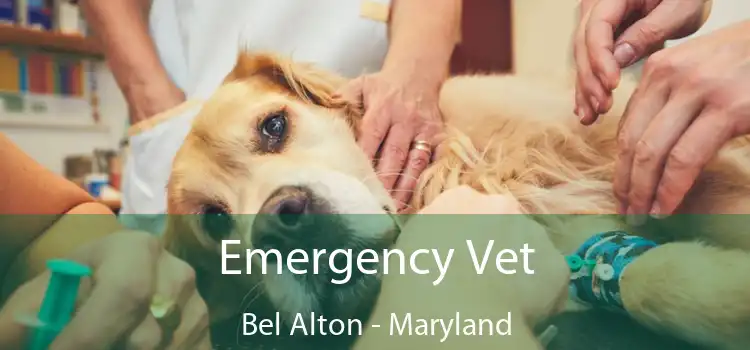 Emergency Vet Bel Alton - Maryland