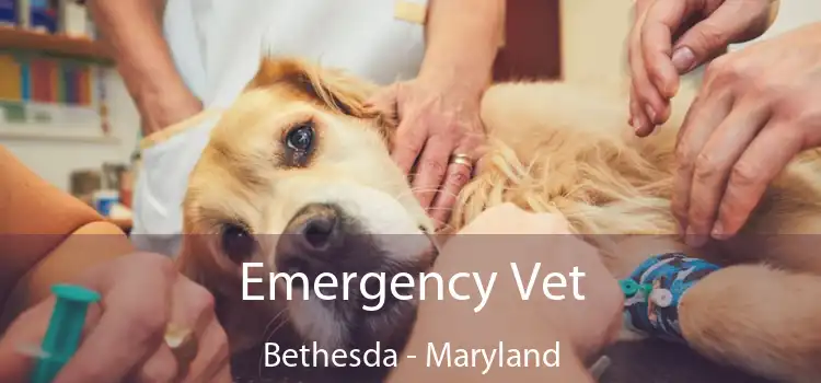 Emergency Vet Bethesda - Maryland