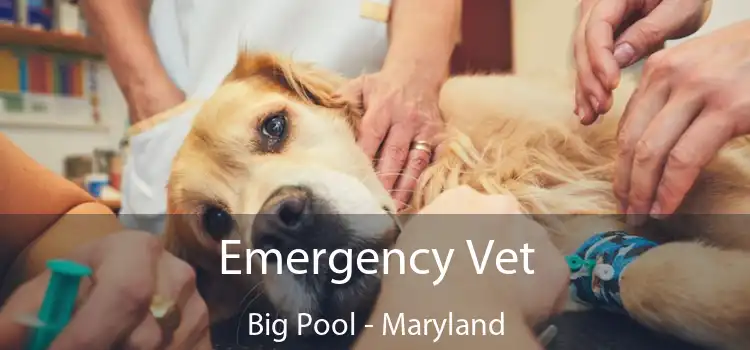 Emergency Vet Big Pool - Maryland