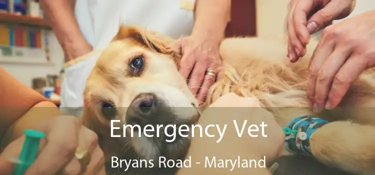 Emergency Vet Bryans Road - Maryland