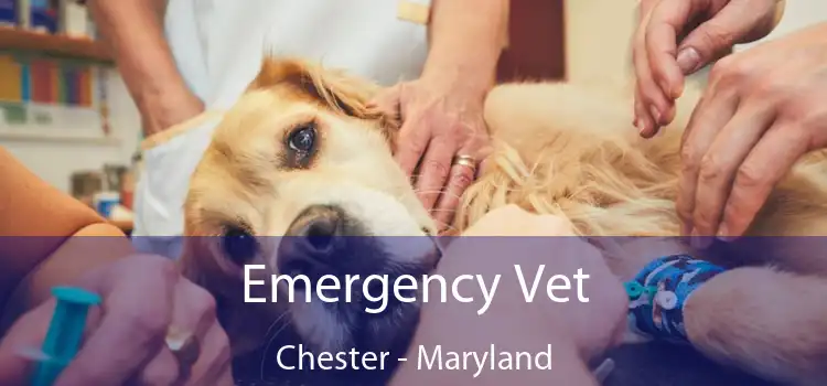 Emergency Vet Chester - Maryland