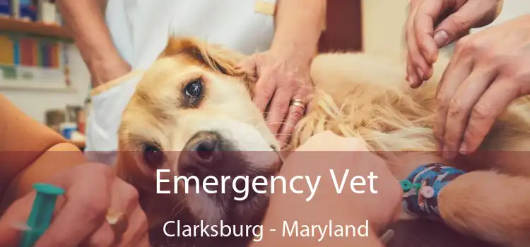 Emergency Vet Clarksburg - Maryland