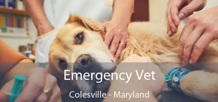 Emergency Vet Colesville - Maryland