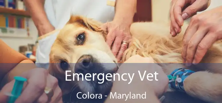 Emergency Vet Colora - Maryland