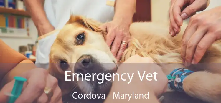 Emergency Vet Cordova - Maryland