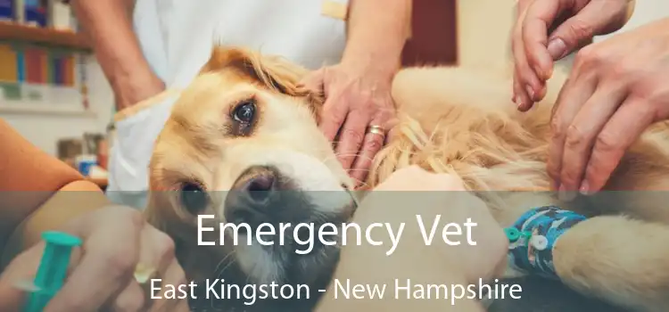 Emergency Vet East Kingston - New Hampshire