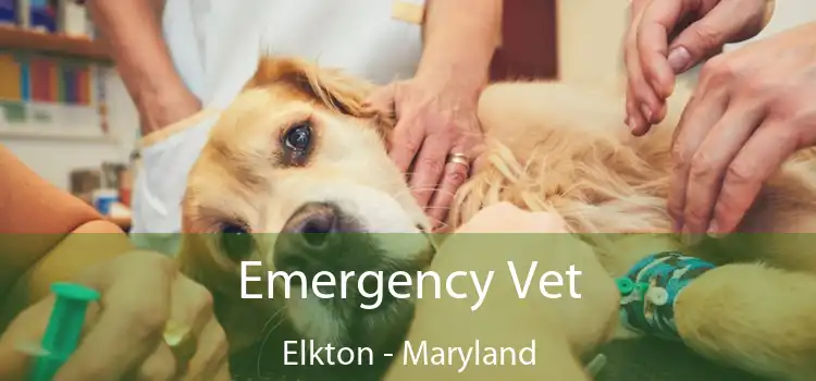 Emergency Vet Elkton - Maryland