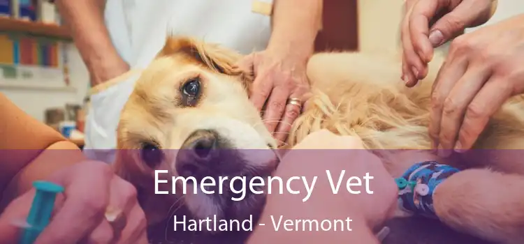 Emergency Vet Hartland - Vermont