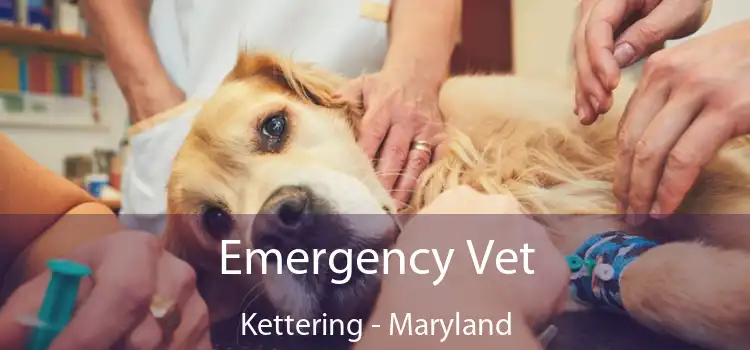 Emergency Vet Kettering - Maryland