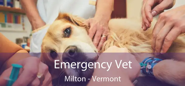 Emergency Vet Milton - Vermont