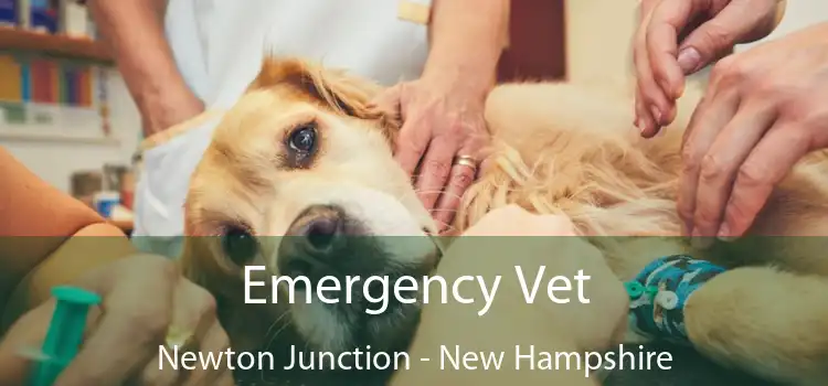 Emergency Vet Newton Junction - New Hampshire