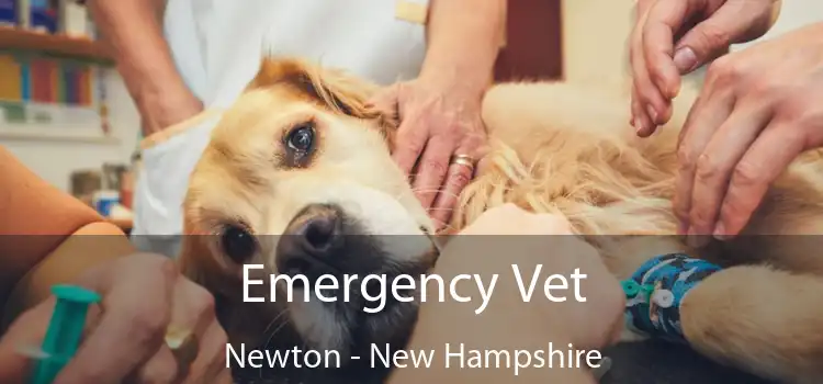 Emergency Vet Newton - New Hampshire