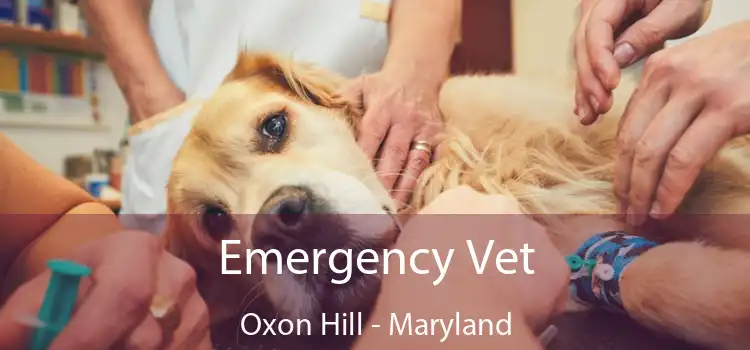 Emergency Vet Oxon Hill - Maryland