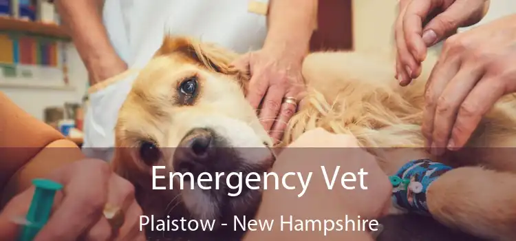 Emergency Vet Plaistow - New Hampshire