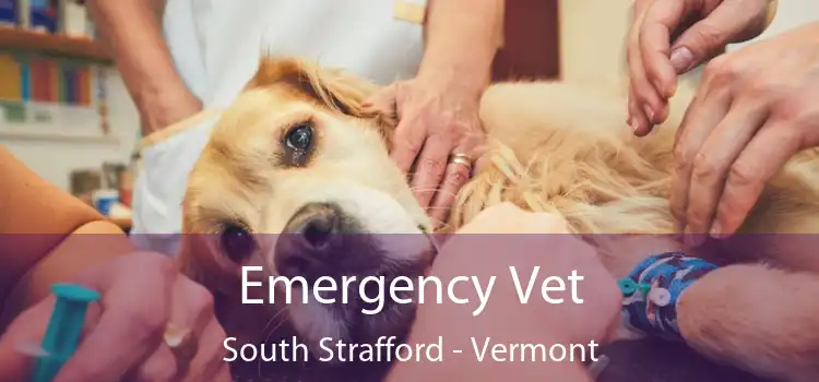 Emergency Vet South Strafford - Vermont