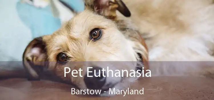 Pet Euthanasia Barstow - Maryland