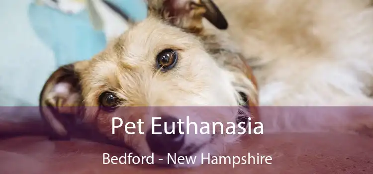 Pet Euthanasia Bedford - New Hampshire