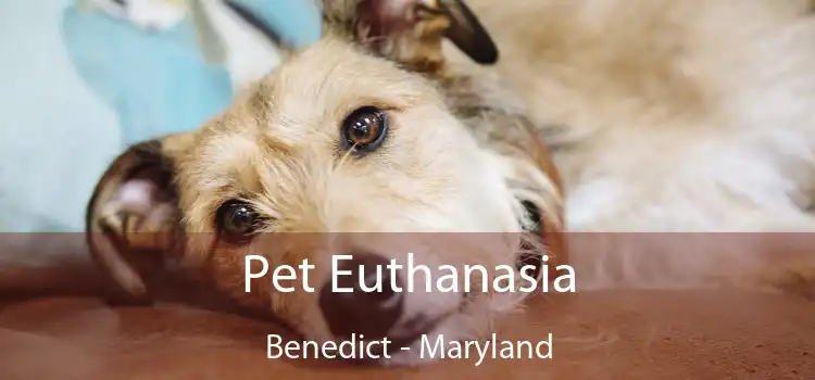 Pet Euthanasia Benedict - Maryland