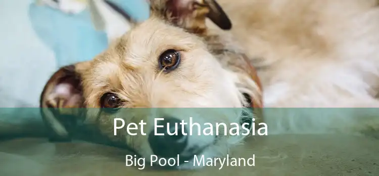 Pet Euthanasia Big Pool - Maryland