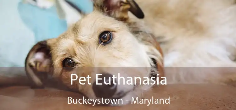 Pet Euthanasia Buckeystown - Maryland