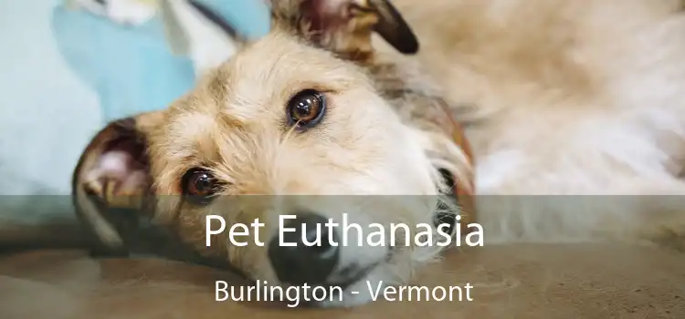 Pet Euthanasia Burlington - Vermont