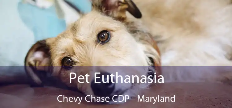 Pet Euthanasia Chevy Chase CDP - Maryland