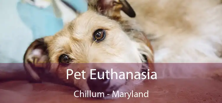 Pet Euthanasia Chillum - Maryland