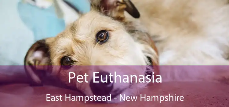 Pet Euthanasia East Hampstead - New Hampshire