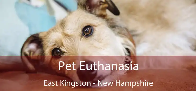 Pet Euthanasia East Kingston - New Hampshire