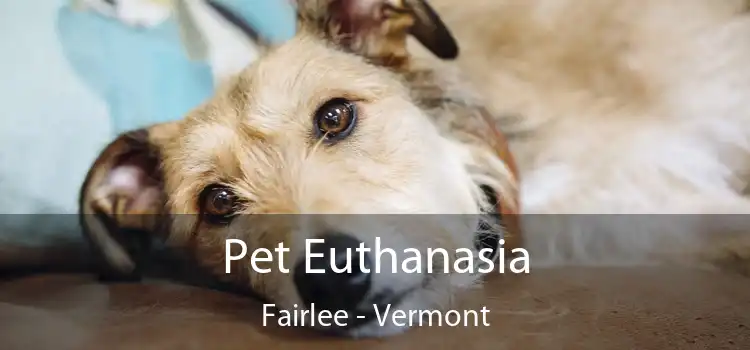 Pet Euthanasia Fairlee - Vermont