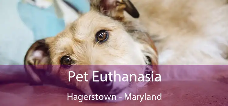 Pet Euthanasia Hagerstown - Maryland