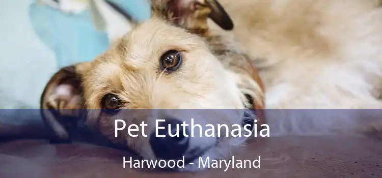 Pet Euthanasia Harwood - Maryland