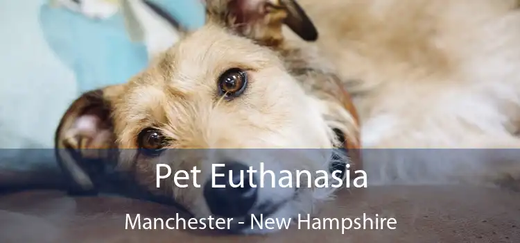 Pet Euthanasia Manchester - New Hampshire