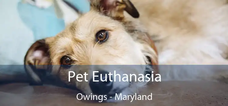 Pet Euthanasia Owings - Maryland