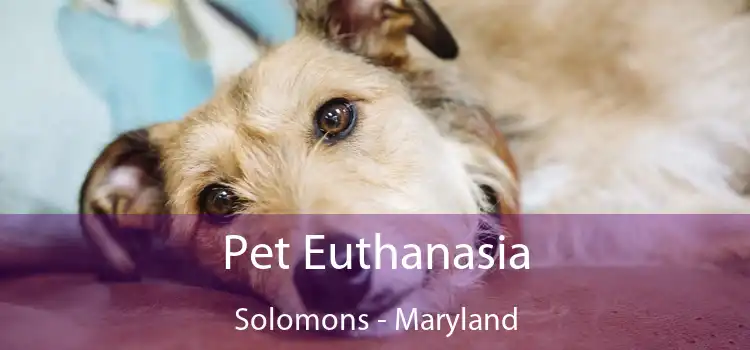 Pet Euthanasia Solomons - Maryland