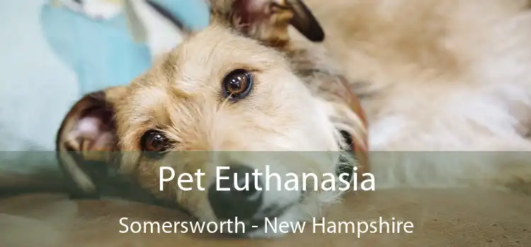 Pet Euthanasia Somersworth - New Hampshire