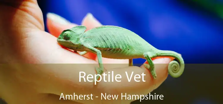 Reptile Vet Amherst - New Hampshire