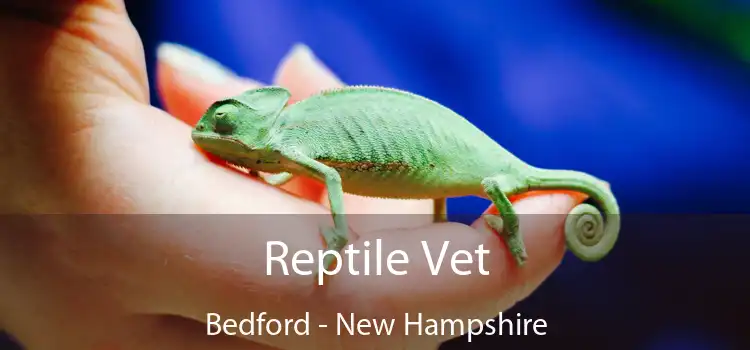 Reptile Vet Bedford - New Hampshire