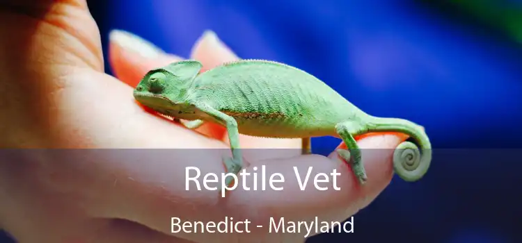 Reptile Vet Benedict - Maryland