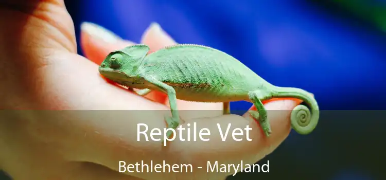 Reptile Vet Bethlehem - Maryland