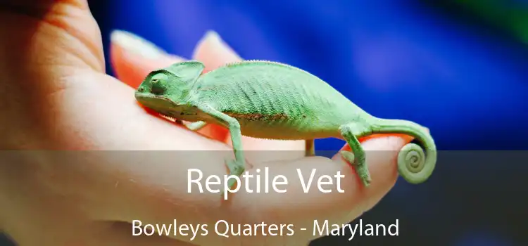 Reptile Vet Bowleys Quarters - Maryland