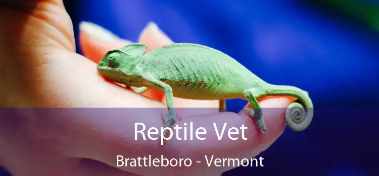 Reptile Vet Brattleboro - Vermont