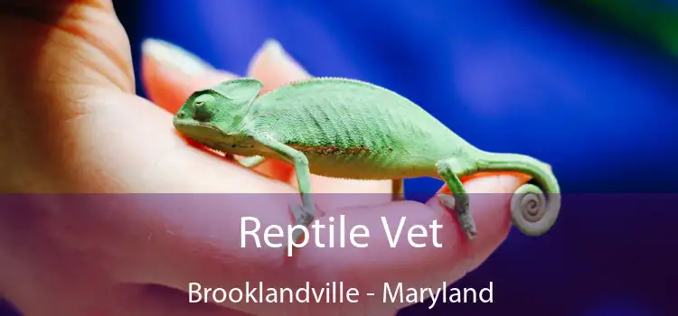 Reptile Vet Brooklandville - Maryland