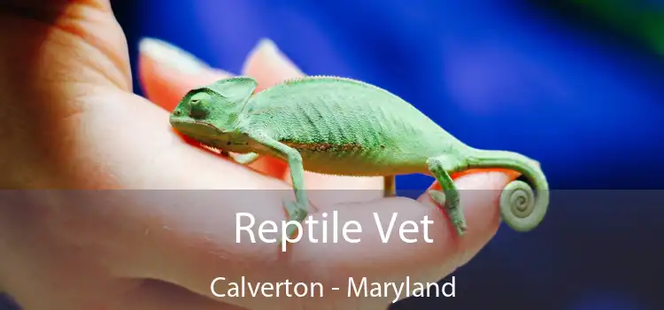 Reptile Vet Calverton - Maryland