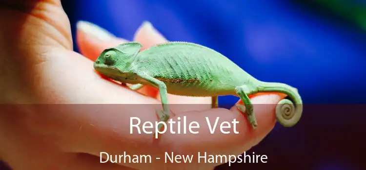 Reptile Vet Durham - New Hampshire